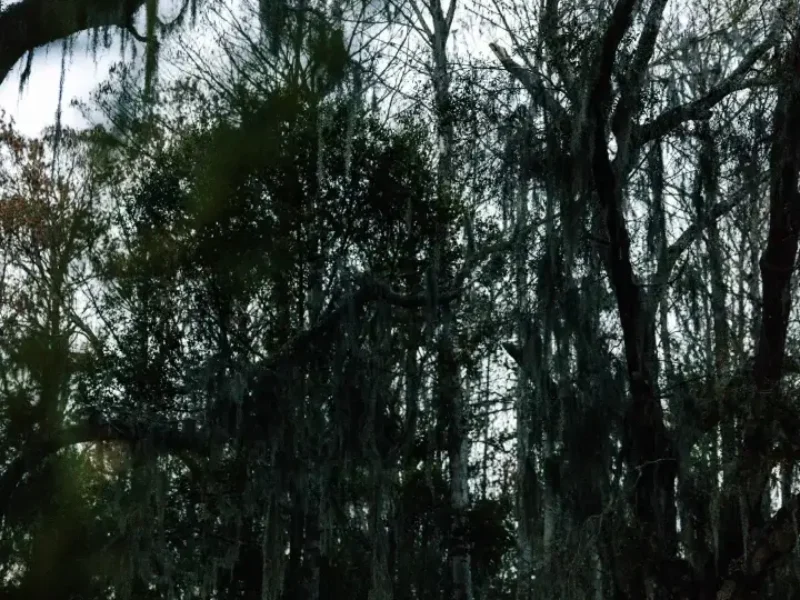 JJ2_3205.webp